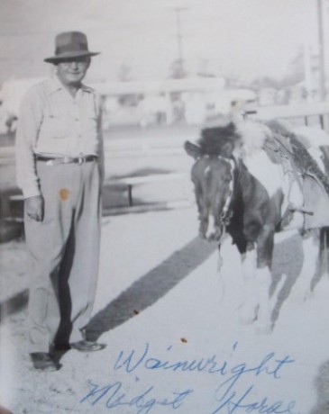 Wainwright Midget Horse